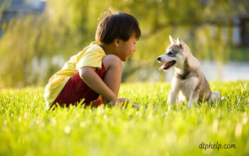 Đảm Bảo Thú Cưng Có Hoạt Động Thể Chất Hàng Ngày